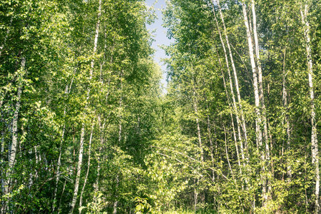 birch forest