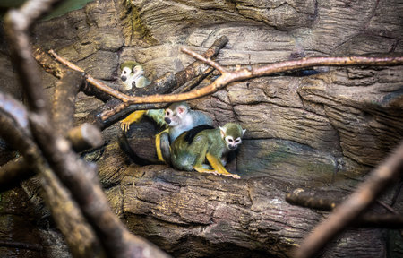 primate colony
