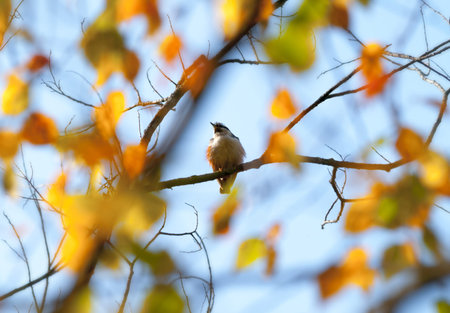 Waxwing (Bombycilla) bird on autumnal treeの写真素材
