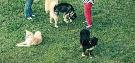 dog ownersの写真素材