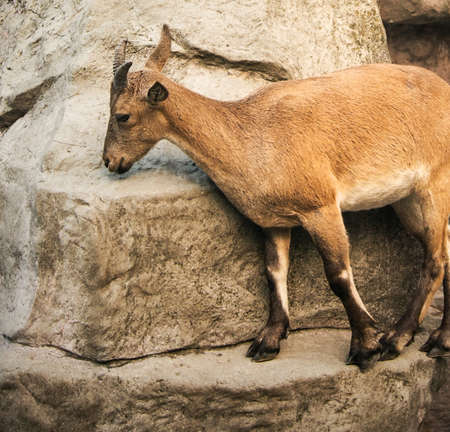 Mountain she-goatの写真素材