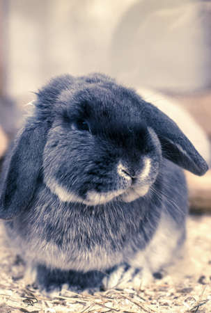 lop-eared rabbitの写真素材