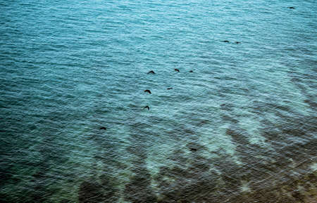 seascape with black birdsの写真素材