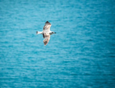 sea gull