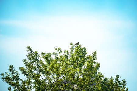 bush with birdの写真素材