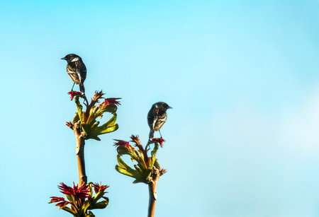 songbirds on wild flowersの写真素材