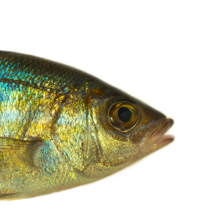 sea ??fish