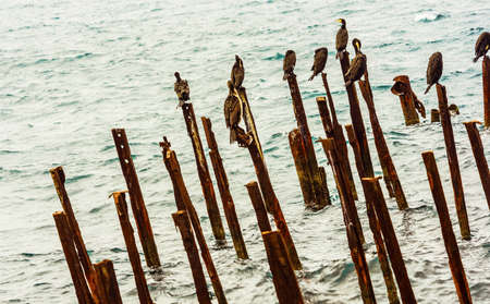 cormorants on the ruined pierの写真素材