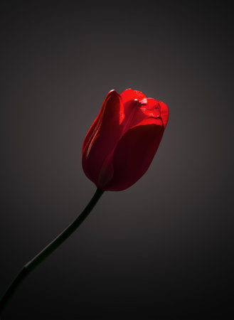 studio Tulipの写真素材