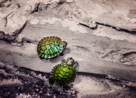 tropical freshwater  turtlesの写真素材