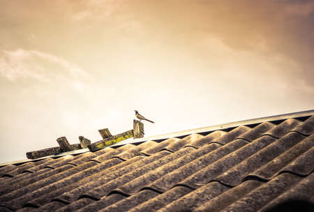 rural roof with a wagtail birdの写真素材