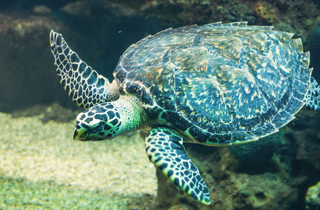 the sea turtle