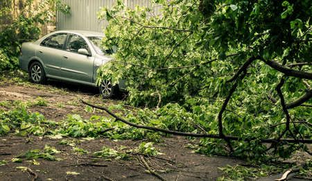 car under fallen treeの写真素材