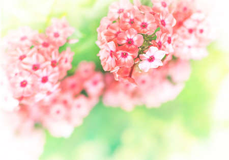 sunny flowersの写真素材