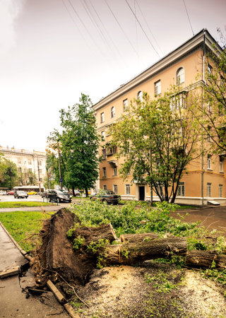 street windfall