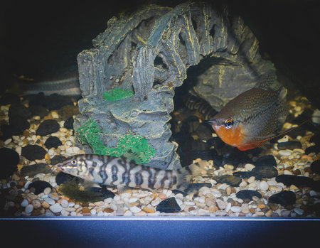 decorative freshwater aquariumの写真素材