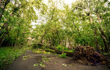 Alley after hurricane
