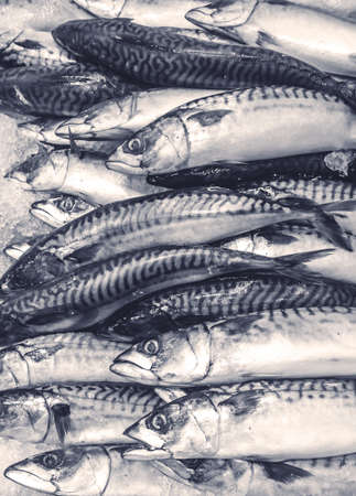 fresh mackerelの写真素材