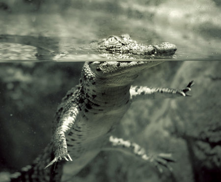 crocodileの写真素材