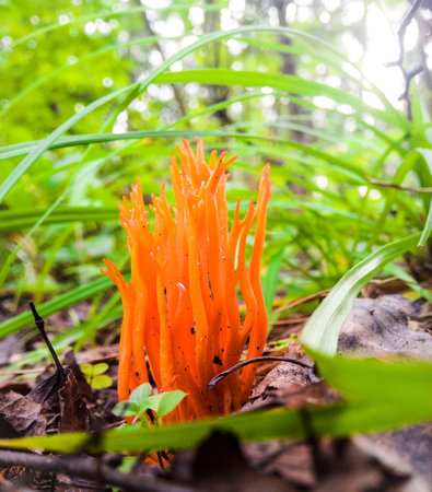 fiery mushroomの写真素材