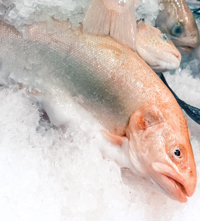 fresh Salmon troutの写真素材