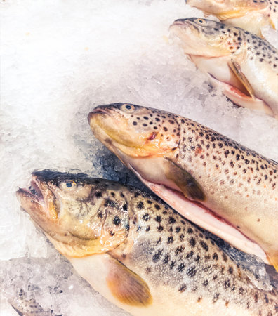 fresh brook trout  の写真素材
