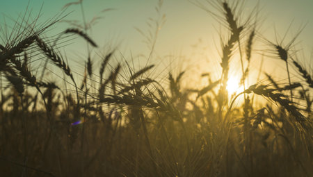 rye field at sunset           