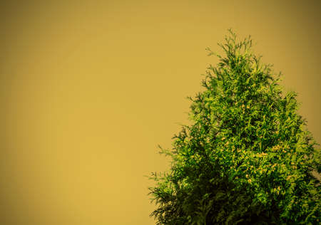 cypress tree in dramatic entourageの写真素材