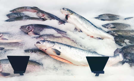 salmon fishes assortment の写真素材