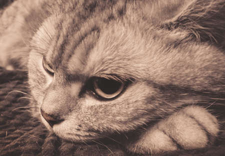 sad british catの写真素材