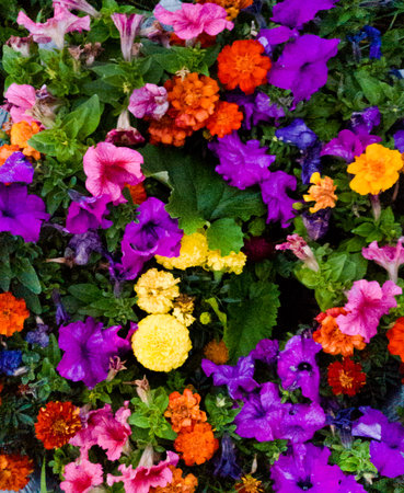 colorful garden flowersの写真素材