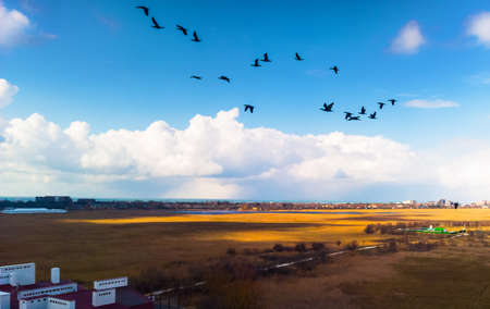 cormorants flying over townの写真素材