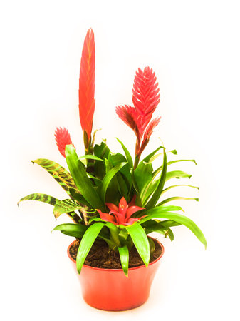 the Vriesia Splenriet; bromelian plantの写真素材