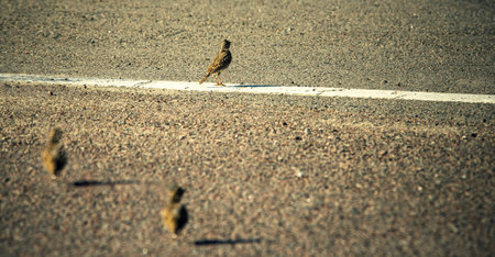 the common skylark, birds on tarmac