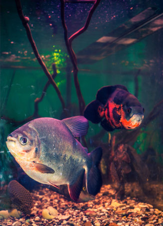 south-american freshwater aquarium fishes