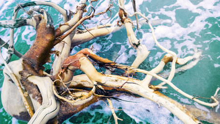 dead tree in sea surf