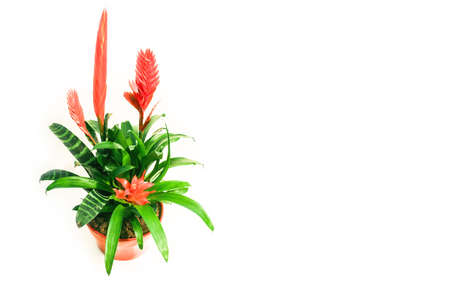 the Vriesia Splenriet; bromelian plantの写真素材