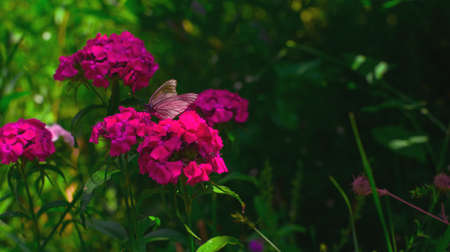 butterfly on the flower Phloxの写真素材