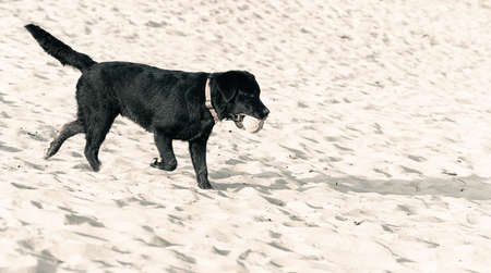 Labrador playing on the beachの写真素材