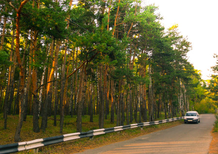 road through the pine forestの写真素材