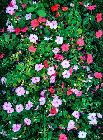 colorful garden flowers, close upの写真素材