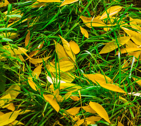 yellow willow leaves on the grass