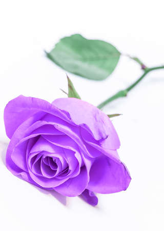 lone violet rose; on whiteの写真素材