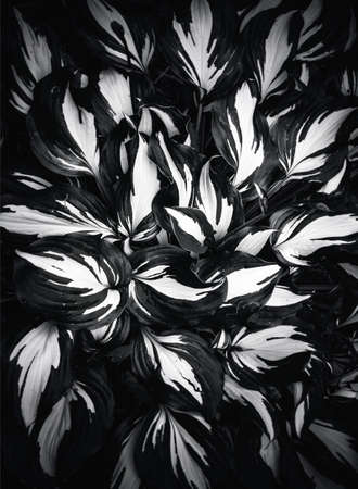 Hosta variegata, black and whiteの写真素材