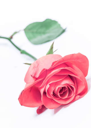 lone pink rose; on whiteの写真素材
