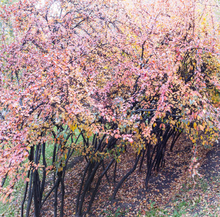 closeup of autumnal pink bushes