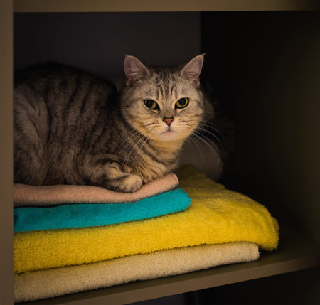 british cat in the wardrobeの写真素材