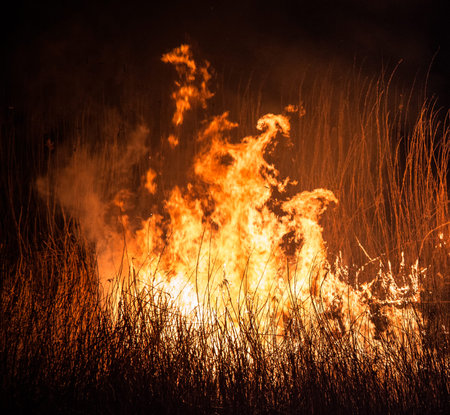 burning dry field in night time