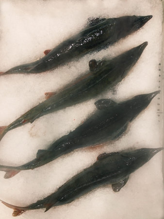 fresh sturgeons on market shelf