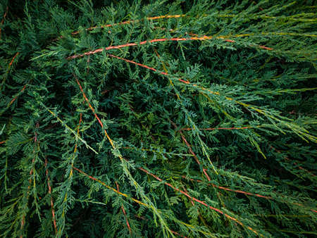 close up of the Juniperの写真素材